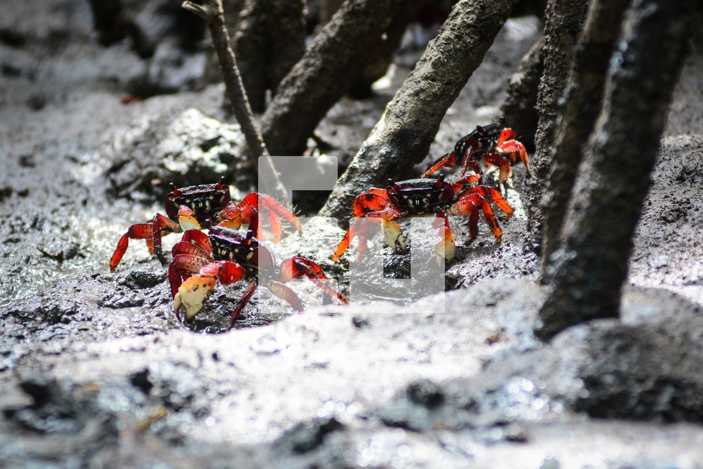 marco_ankosqui_dunas_de_marape__maceio-al_26979640758_o.jpg